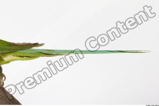 Parrot Psittacula alexandri 0003